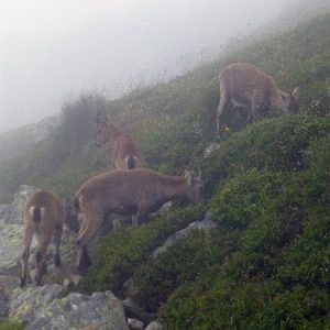 10_Lac Blanc 2ter (10) 10_Lac Blanc 2ter (10)