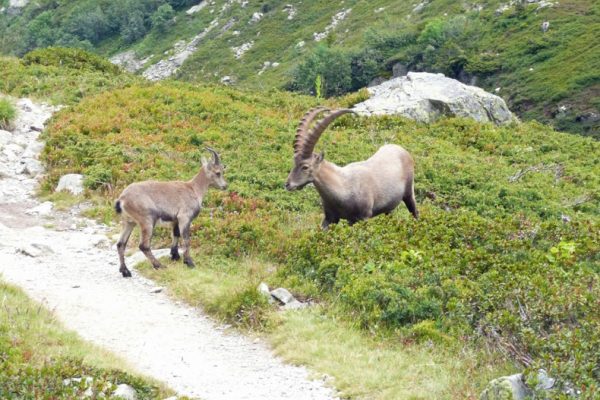 Pierre à bérard (10)