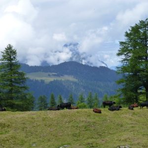 Bovine (1) Bovine (1)