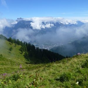 Bovine (2) Bovine (2)