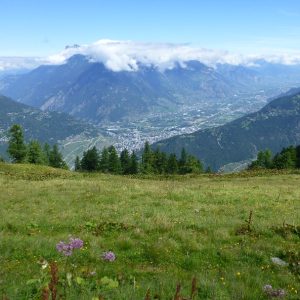 Bovine (3) Bovine (3)