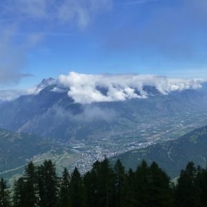 Bovine (4) Bovine (4)