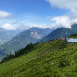 Bovine (5) Bovine (5)