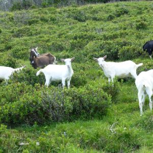 Bovine (6) Bovine (6)