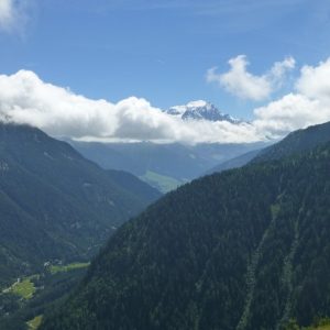 Bovine (7) Bovine (7)