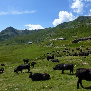 Grand Chavalard (10)