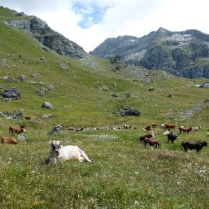 Gressoney (15)