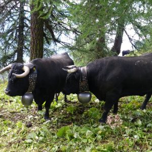 Rambert Setection (2)