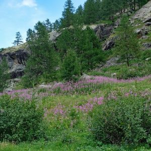 Refuge Vittorio Emanuele II (15)