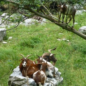 Sixt Fer a Cheval (6)