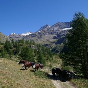 Vallee Valpelline (8)